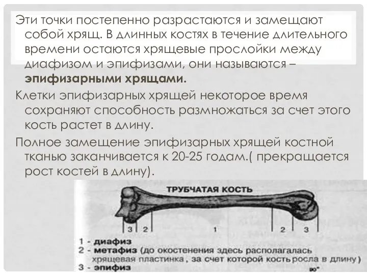 Эти точки постепенно разрастаются и замещают собой хрящ. В длинных