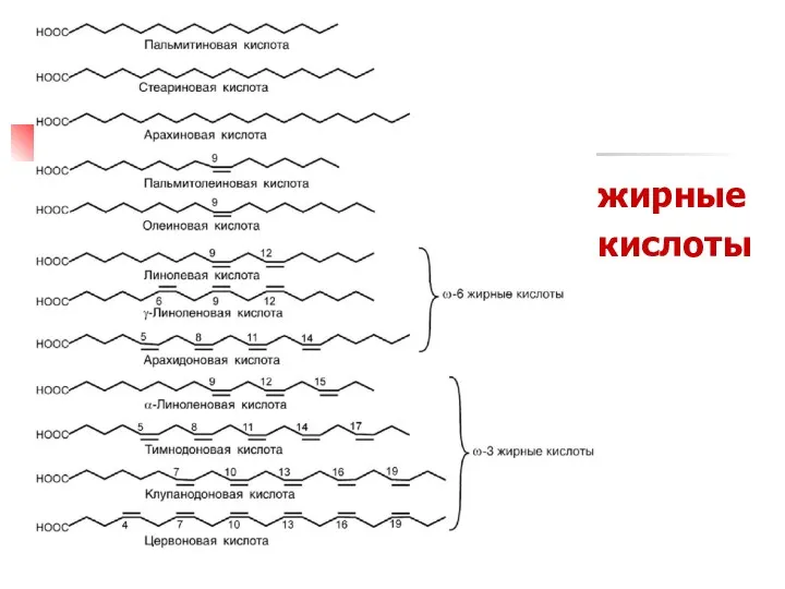 жирные кислоты