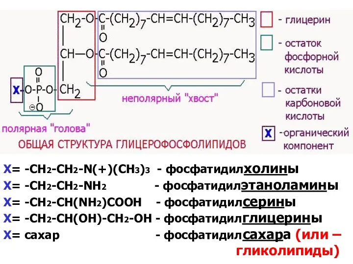 Х= -СH2-CH2-N(+)(СН3)3 - фосфатидилхолины Х= -СН2-СН2-NH2 - фосфатидилэтаноламины Х= -СН2-СН(NH2)COOH