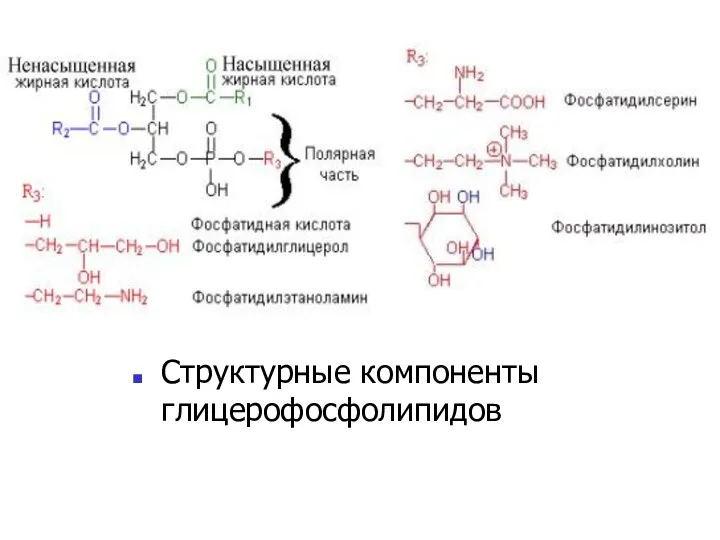 Структурные компоненты глицерофосфолипидов