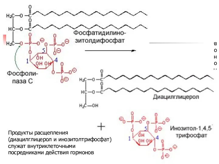 Продукты расщепления (диацилглицерол и инозитолтрифосфат) служат внутриклеточными посредниками действия гормонов