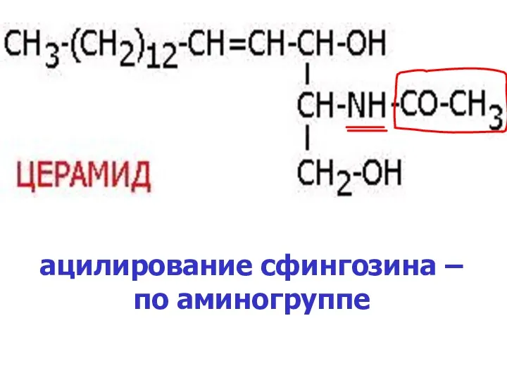 ацилирование сфингозина – по аминогруппе