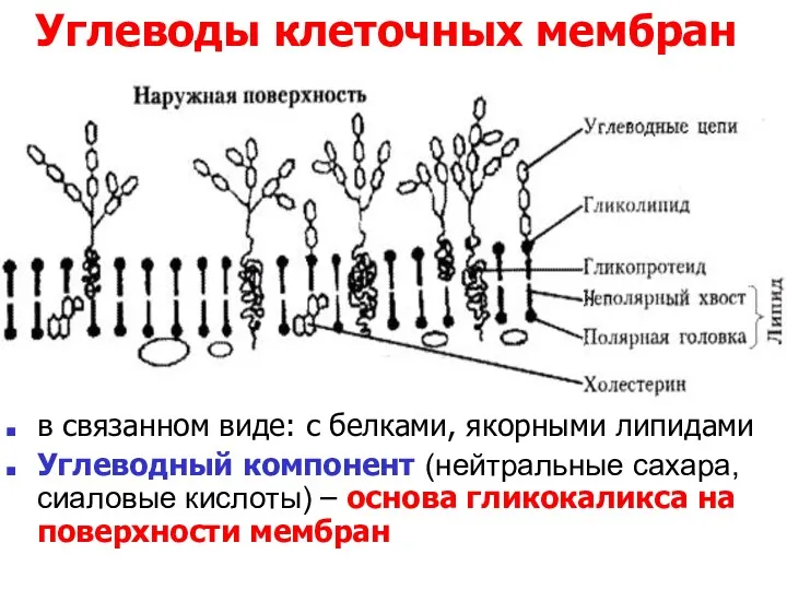 Углеводы клеточных мембран в связанном виде: с белками, якорными липидами