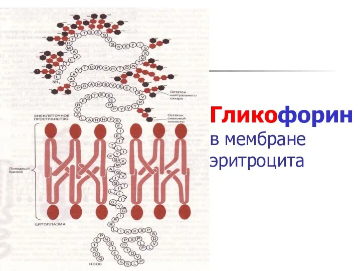 Гликофорин в мембране эритроцита