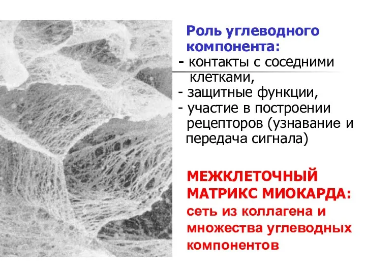 МЕЖКЛЕТОЧНЫЙ МАТРИКС МИОКАРДА: сеть из коллагена и множества углеводных компонентов