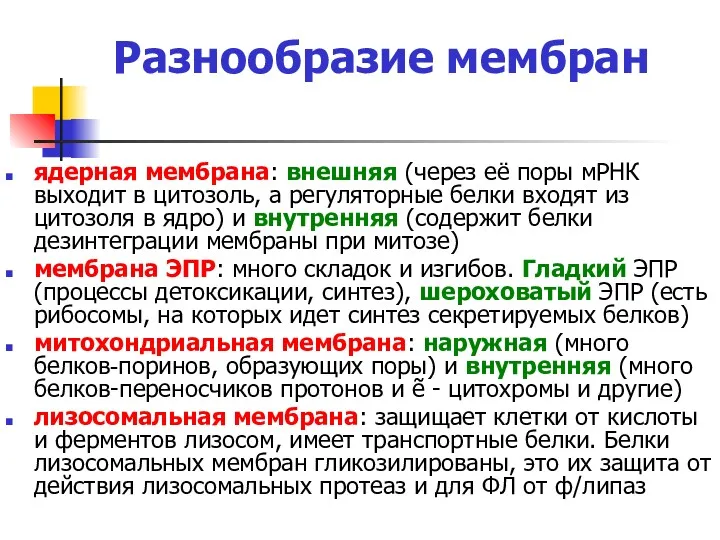 Разнообразие мембран ядерная мембрана: внешняя (через её поры мРНК выходит