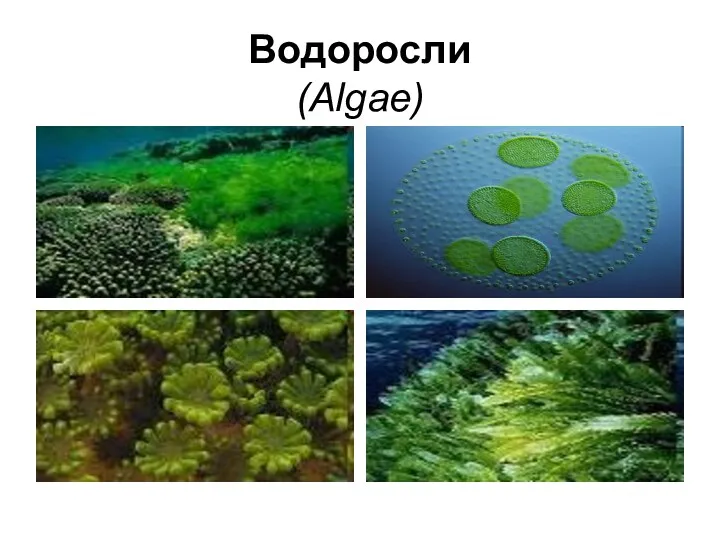 Водоросли (Algae)