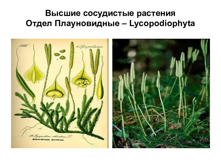 Высшие сосудистые растения Отдел Плауновидные – Lycopodiophyta