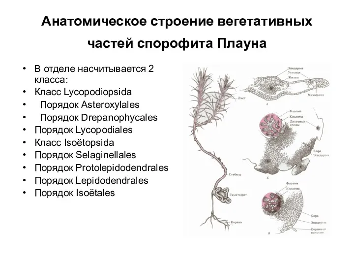 Анатомическое строение вегетативных частей спорофита Плауна В отделе насчитывается 2