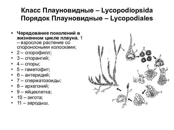 Класс Плауновидные – Lycopodiopsida Порядок Плауновидные – Lycopodiales Чередование поколений