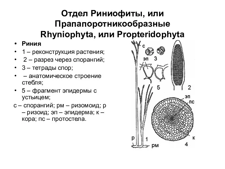 Отдел Риниофиты, или Прапапоротникообразные Rhyniophyta, или Propteridophyta Риния 1 –