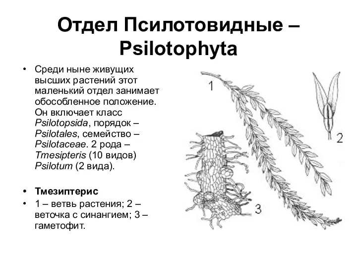 Отдел Псилотовидные – Psilotophyta Среди ныне живущих высших растений этот