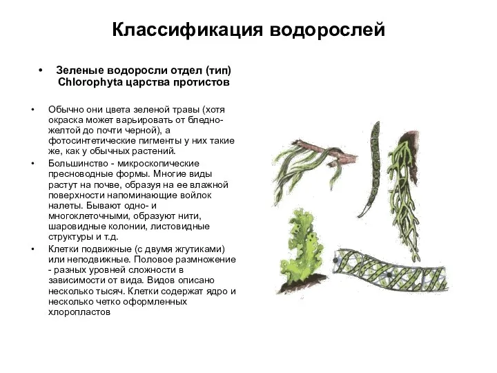 Классификация водорослей Зеленые водоросли отдел (тип) Chlorophyta царства протистов Обычно