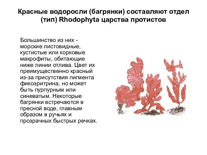 Красные водоросли (багрянки) составляют отдел (тип) Rhodophyta царства протистов Большинство