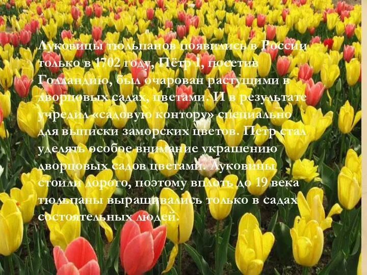Луковицы тюльпанов появились в России только в 1702 году, Пётр