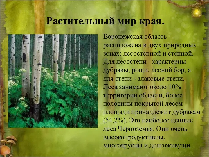 Воронежская область расположена в двух природных зонах: лесостепной и степной.