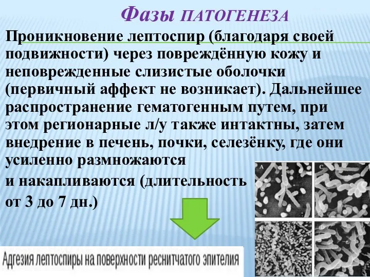 Проникновение лептоспир (благодаря своей подвижности) через повреждённую кожу и неповрежденные