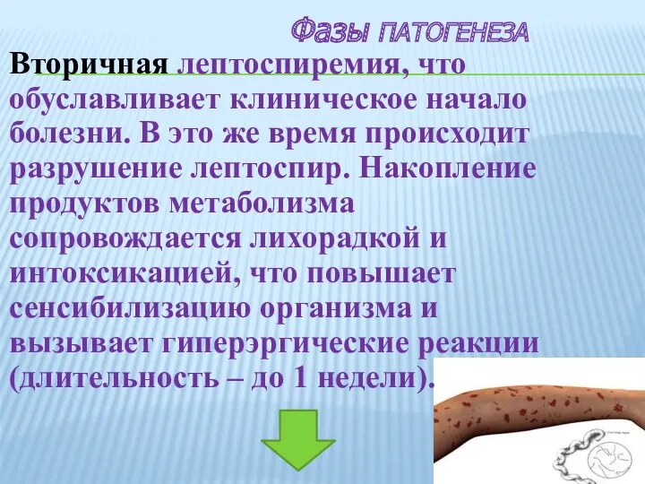 Вторичная лептоспиремия, что обуславливает клиническое начало болезни. В это же