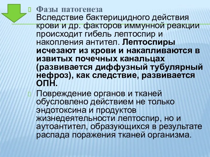 Фазы патогенеза Вследствие бактерицидного действия крови и др. факторов иммунной