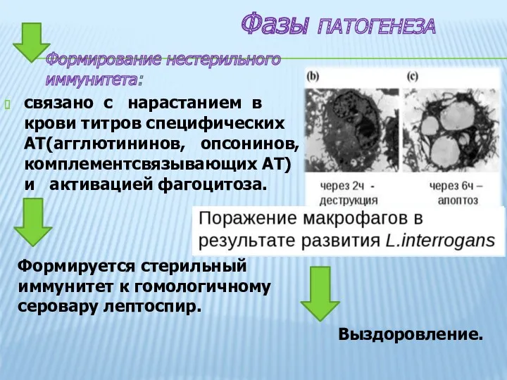 Формирование нестерильного иммунитета: связано с нарастанием в крови титров специфических