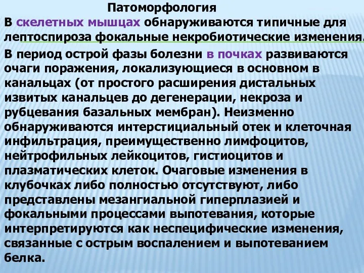 Патоморфология В скелетных мышцах обнаруживаются типичные для лептоспироза фокальные некробиотические