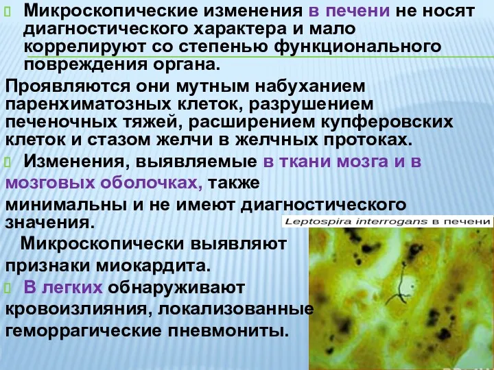 Микроскопические изменения в печени не носят диагностического характера и мало