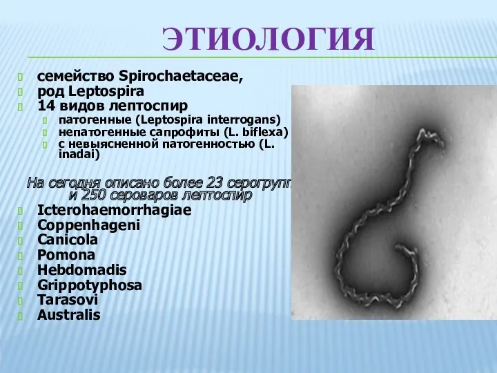 ЭТИОЛОГИЯ семейство Spirochaetaceae, род Leptospira 14 видов лептоспир патогенные (Leptospira