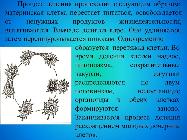 Процесс деления происходит следующим образом: материнская клетка перестает питаться, освобождается