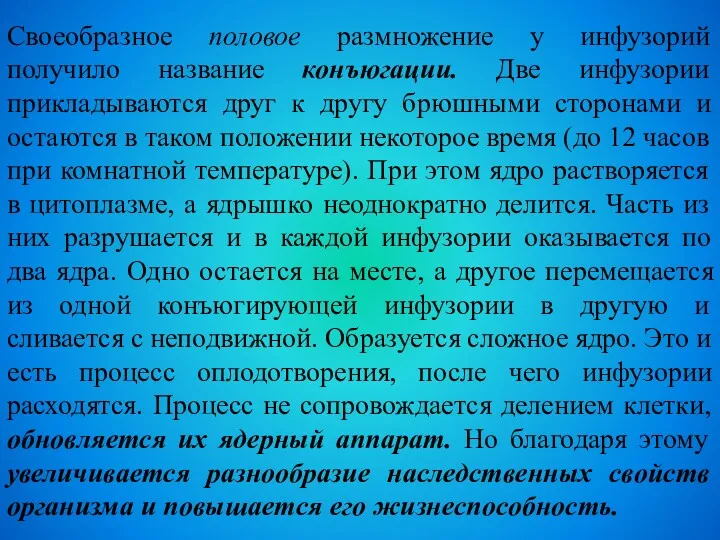 Своеобразное половое размножение у инфузорий получило название конъюгации. Две инфузории