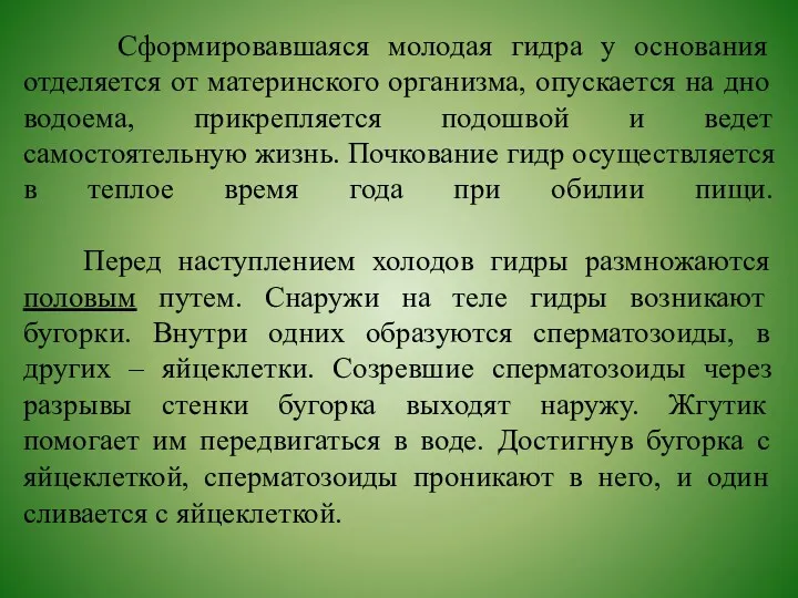 Сформировавшаяся молодая гидра у основания отделяется от материнского организма, опускается