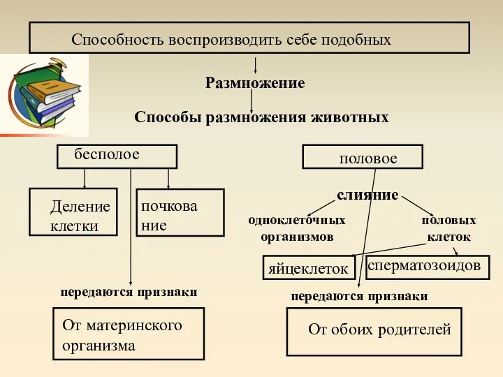 Способы размножения животных слияние одноклеточных организмов половых клеток передаются признаки