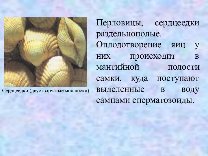 Перловицы, сердцеедки раздельнополые. Оплодотворение яиц у них происходит в мантийной