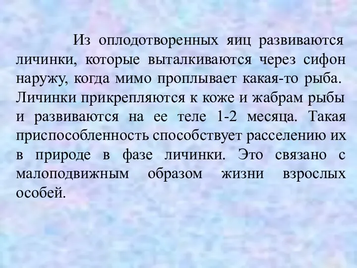 Из оплодотворенных яиц развиваются личинки, которые выталкиваются через сифон наружу,