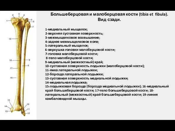 Большеберцовая и малоберцовая кости (tibia et fibula). Вид сзади. 1-медиальный мыщелок; 2-верхняя суставная