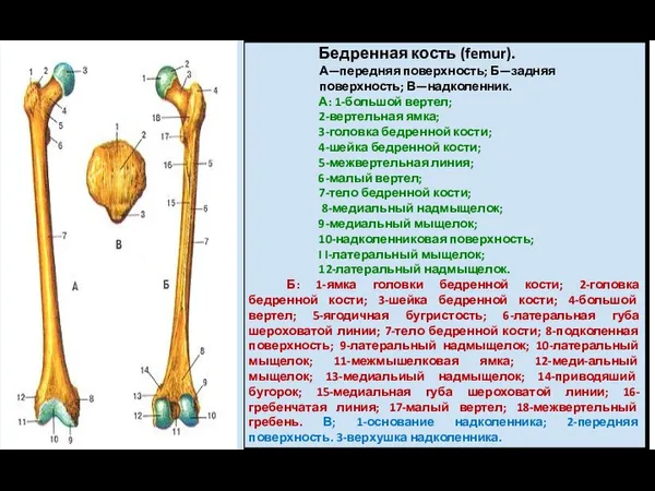 Бедренная кость (femur). А—передняя поверхность; Б—задняя поверхность; В—надколенник. А: 1-большой вертел; 2-вертельная ямка;
