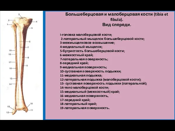 Большеберцовая и малоберцовая кости (tibia et fibula). Вид спереди. I-головка малоберцовой кости; 2-латеральный