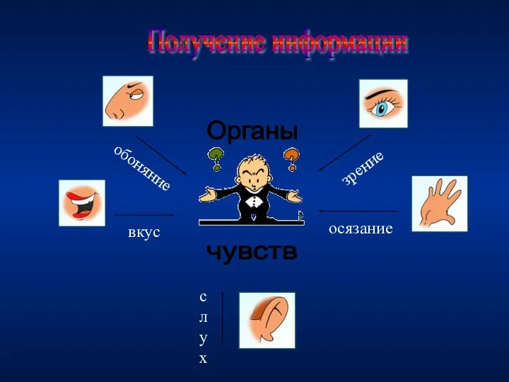 Получение информации Органы чувств обоняние зрение осязание слух вкус