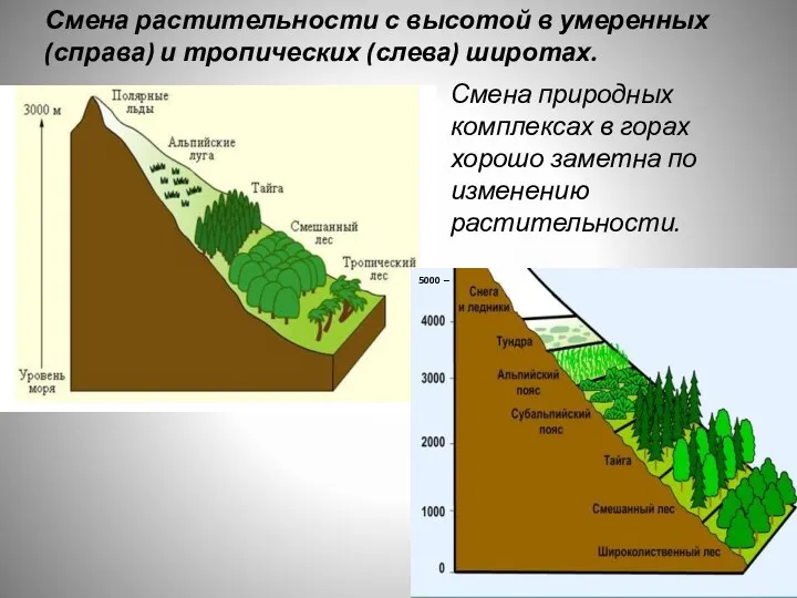 5000 – Смена растительности с высотой в умеренных (справа) и