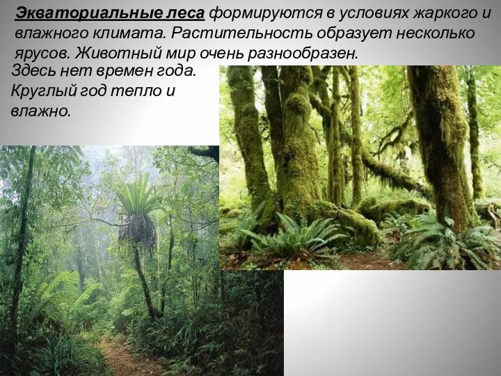 Экваториальные леса формируются в условиях жаркого и влажного климата. Растительность