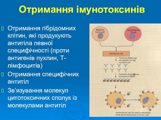 Отримання імунотоксинів Отримання гібрідомних клітин, які продукують антитіла певної специфічності