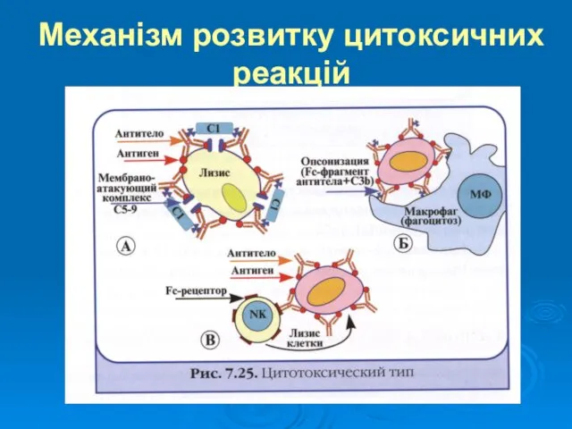 Механізм розвитку цитоксичних реакцій