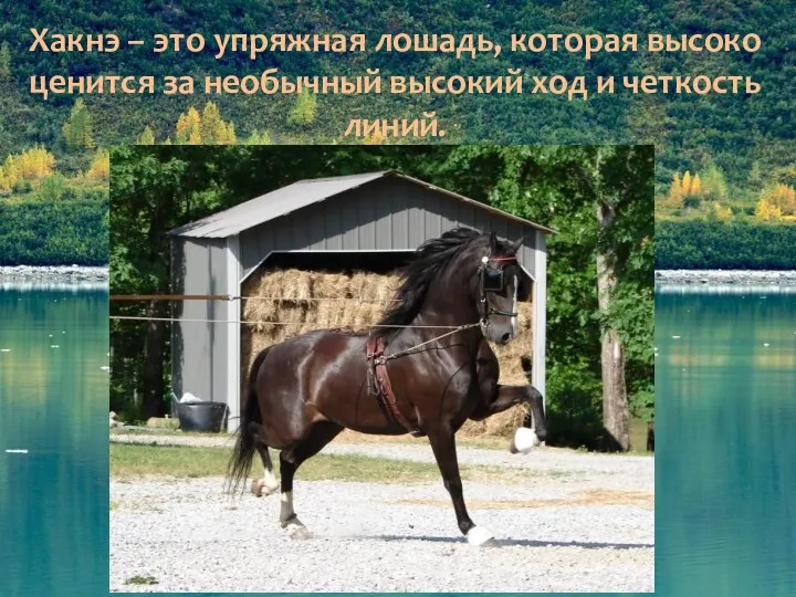 Хакнэ – это упряжная лошадь, которая высоко ценится за необычный высокий ход и четкость линий.