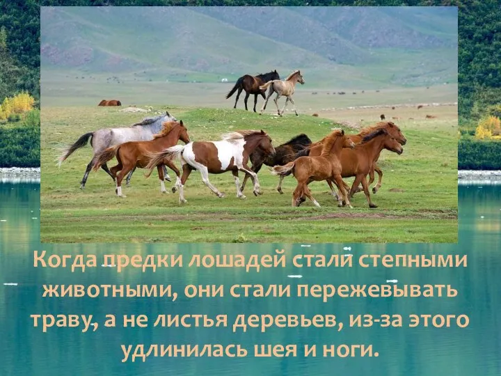 Когда предки лошадей стали степными животными, они стали пережевывать траву,