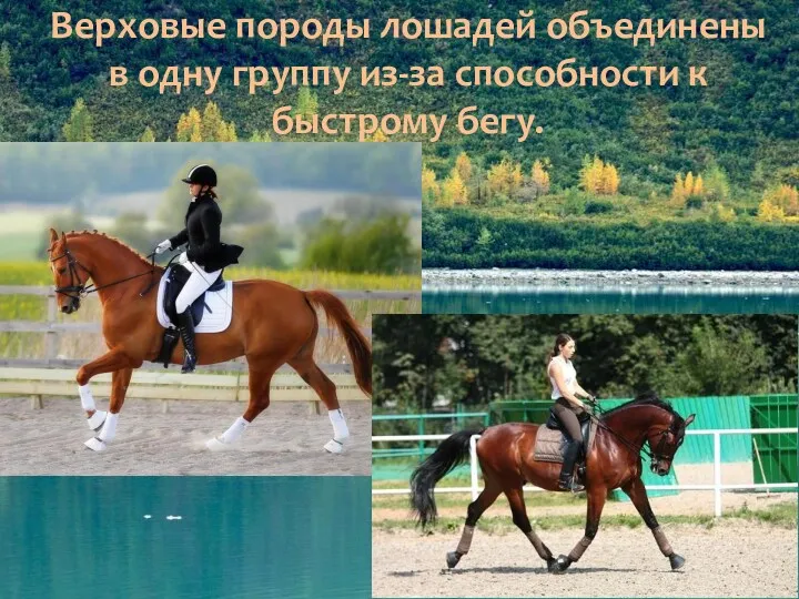 Верховые породы лошадей объединены в одну группу из-за способности к быстрому бегу.