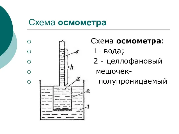 Схема осмометра Схема осмометра: 1- вода; 2 - целлофановый мешочек- полупроницаемый