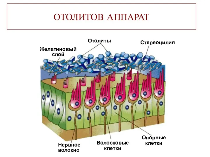 ОТОЛИТОВ АППАРАТ Желатиновый слой Отолиты Стереоцилия Нервное волокно Волосковые клетки Опорные клетки