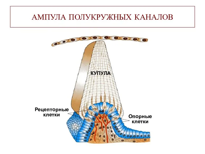 АМПУЛА ПОЛУКРУЖНЫХ КАНАЛОВ КУПУЛА Рецепторные клетки Опорные клетки