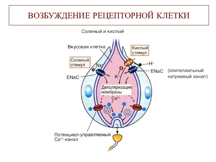 ВОЗБУЖДЕНИЕ РЕЦЕПТОРНОЙ КЛЕТКИ (эпителиальный натриевый канал)