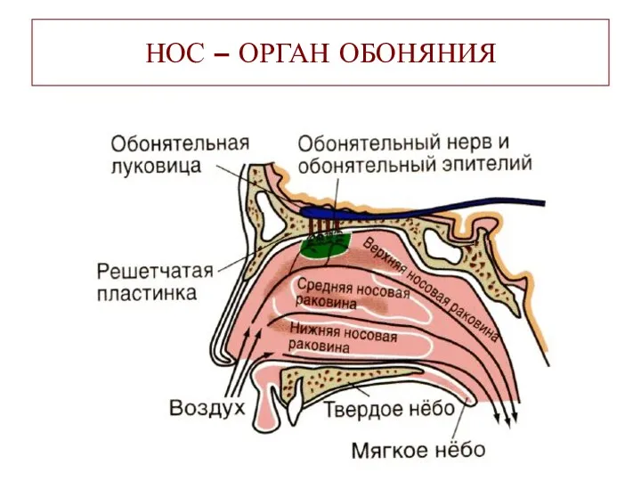 НОС – ОРГАН ОБОНЯНИЯ