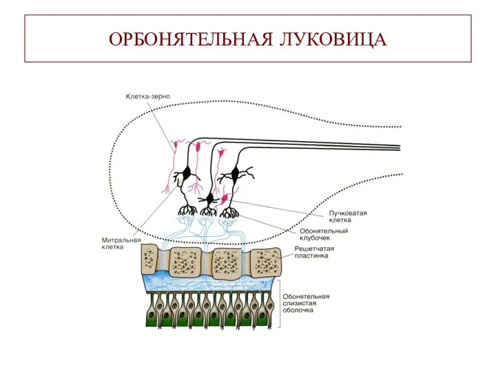 ОРБОНЯТЕЛЬНАЯ ЛУКОВИЦА